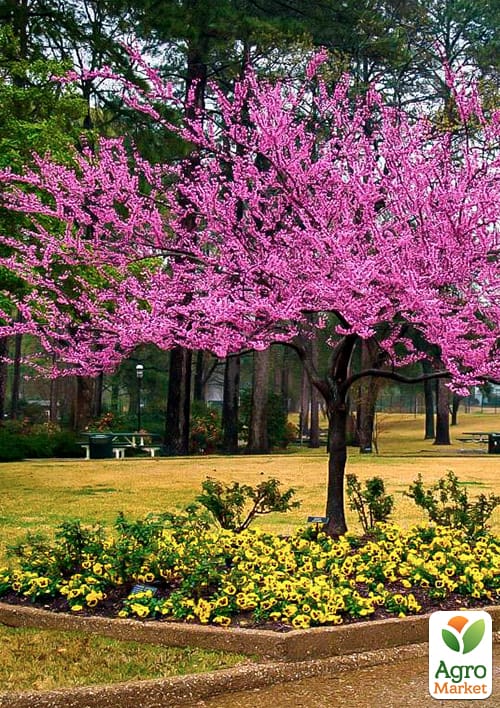 

Церцис канадский 3-х летний Cercis canadensis С3, высота 30-50см