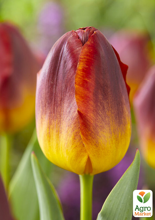 

Тюльпан Amberglow