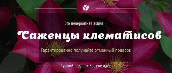 Выписывайте саженцы клематиса и получайте отменный подарок Выписывайте саженцы клематиса и получайте отменный подарок