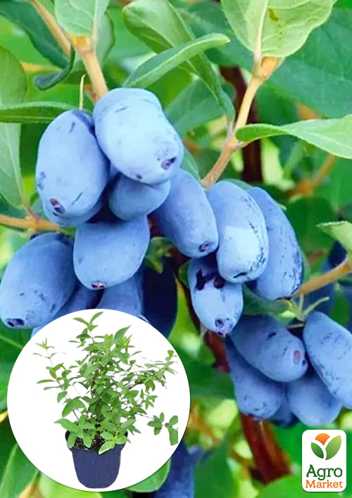 

Жимолость 2-річна Серце велетня (великоплідний сорт) С1,5