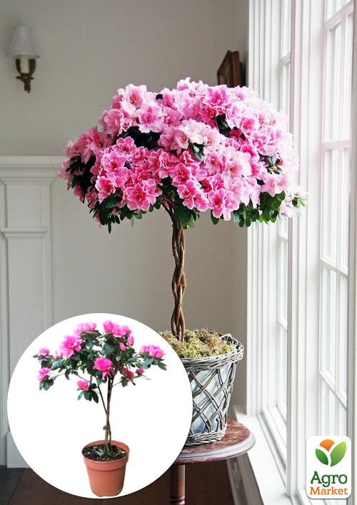 

LMTD Рододендрон на штамбі квітучий 3-х річний Bicolor (40-60см)