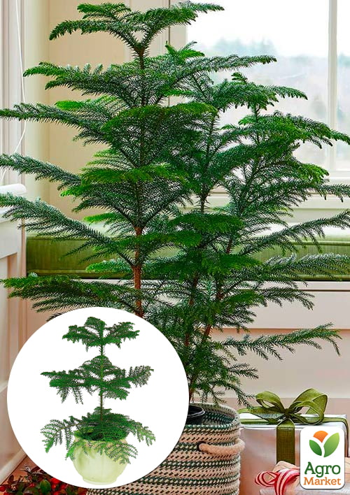 

Араукария (Araucaria heterophylla) комнатная ель (высота 30-45см)