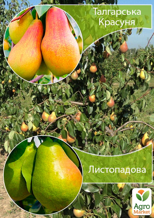 

Дерево-сад Груша Талгарская Красавица+Ноябрьская