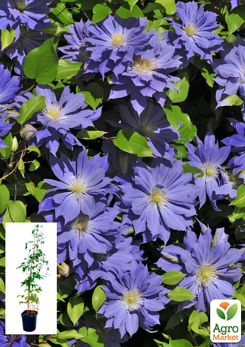 

Клематис 2-річний Copernicus С2