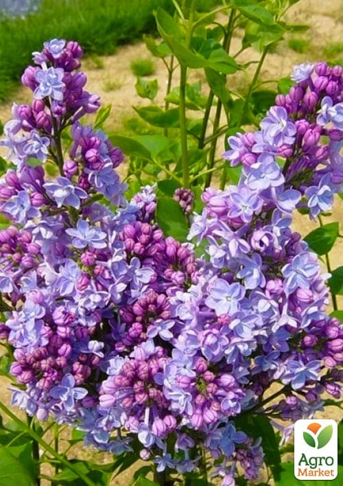 

Бузок темно-ліловий Maurice de Vilmorin