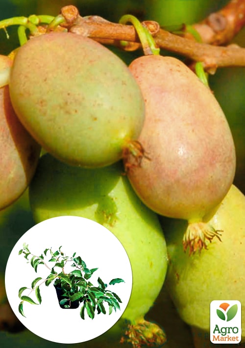 

Актинідія 2-х річна аргута Люсі (міні-ківі, морозостійкий сорт) вазон С1