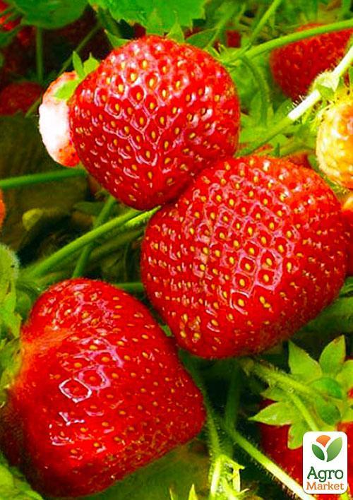 

Клубника Полка (поздний срок созревания)