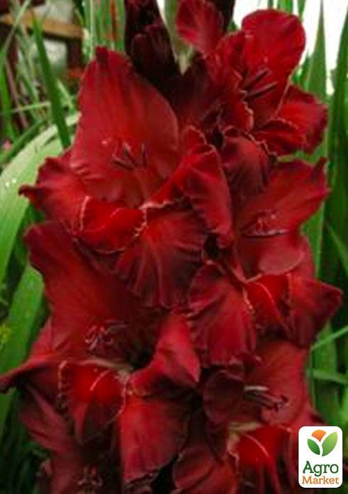 

Гладіолус Red King 3шт