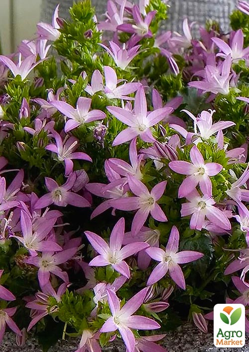 

Кампанула Adansa Pink