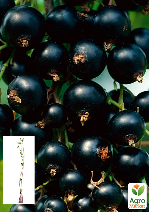 

Смородина чорна 2х річна Аспірантська (середньоранній термін дозрівання, високоврожайний сорт)