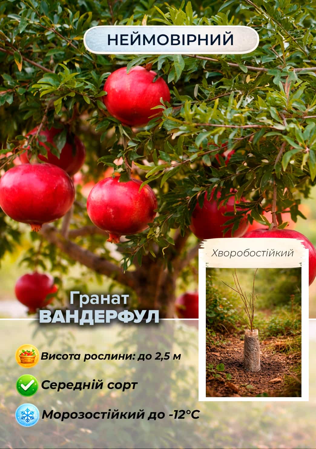 

Ексклюзив! Гранат рубіново-червоний Вандерфул (Wonderful) (преміальний сорт без кислинки)