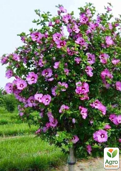 

Гібіскус сирійський фіолетовий Гармонія (Harmony)