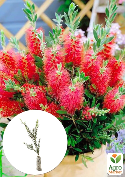 

Каллистемон лимонный Splendens