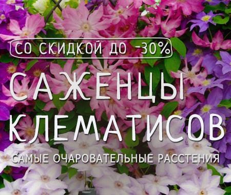 Акция! Выписывайте саженцы клематисов со скидкой до -30% Акция! Выписывайте саженцы клематисов со скидкой до -30%