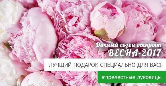 Покупайте 3 луковицы и 4 получайте БЕСПЛАТНО! Покупайте 3 луковицы и 4 получайте БЕСПЛАТНО!