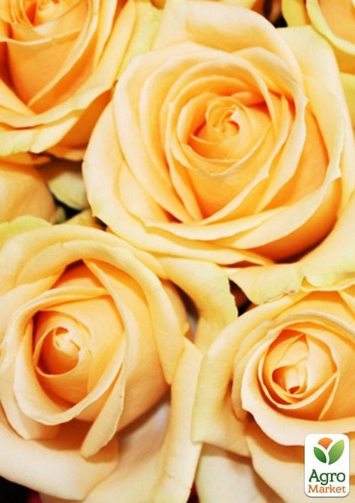 

Роза чайно-гибридная Пич Аваланж (очень ароматная!) (саженец класса АА+) высший сорт