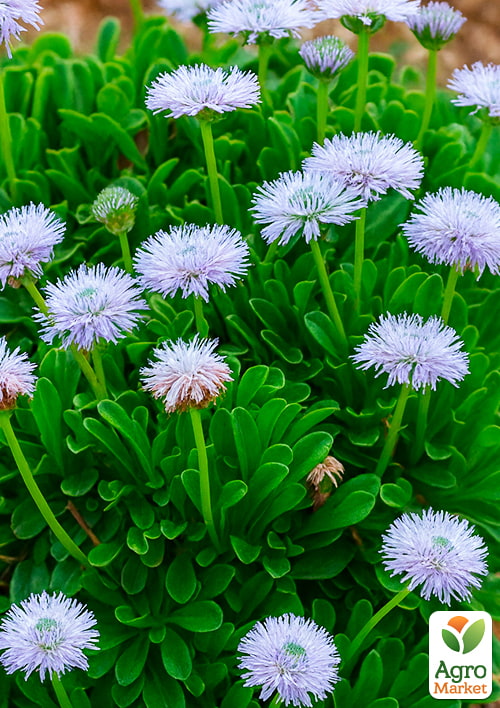

Глобулярія (шарівниця) Blue Lace