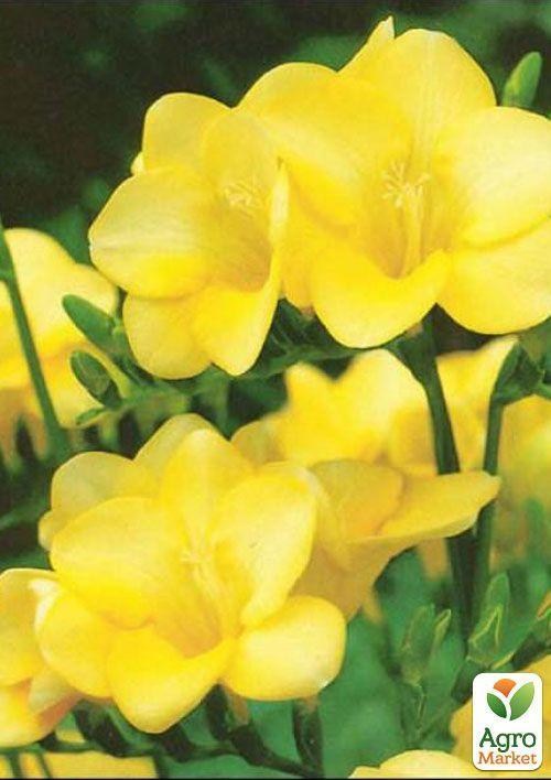 

Фрезия простая Yellow 5шт в упаковке
