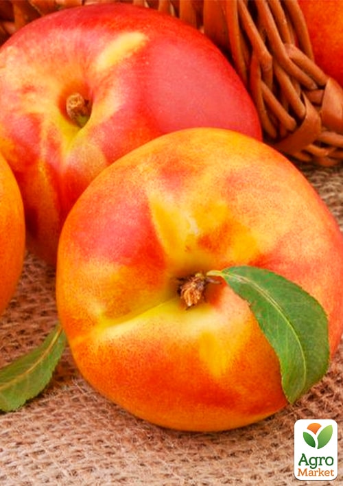 

Нектарин Бурштиновий (лисий персик)