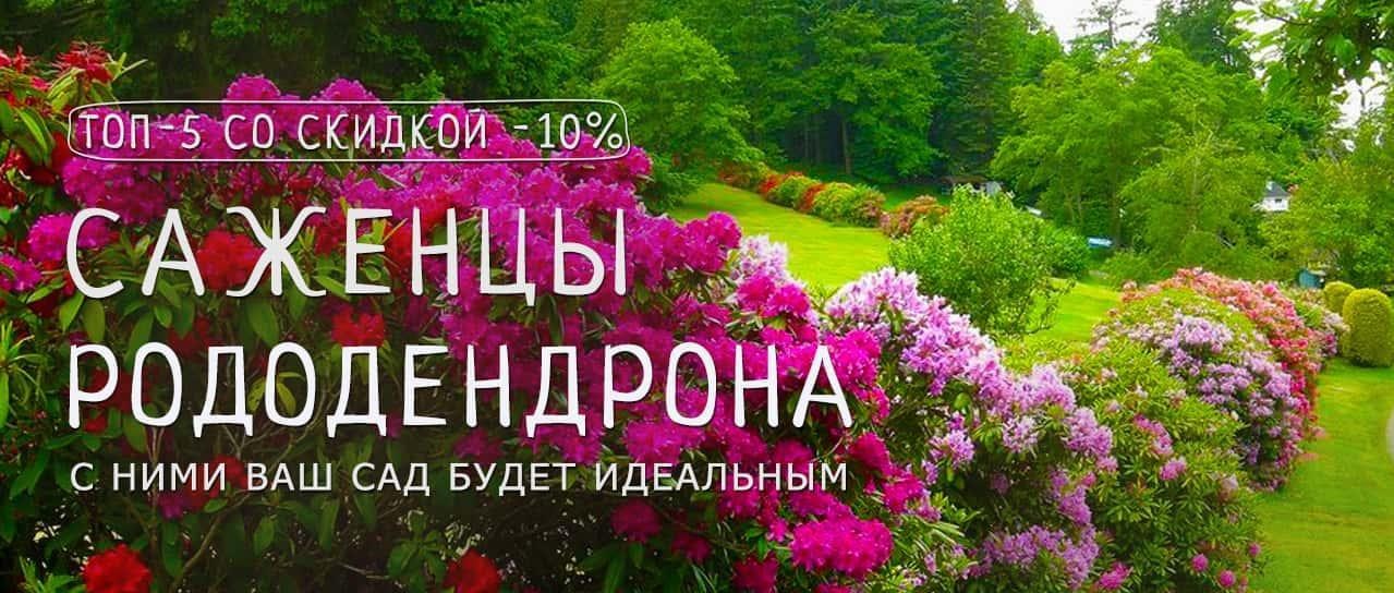 Акция! Топ-5 саженцев рододендронов со скидкой -10% Акция! Топ-5 саженцев рододендронов со скидкой -10%