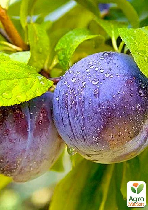 

Слива Дофі Сандра