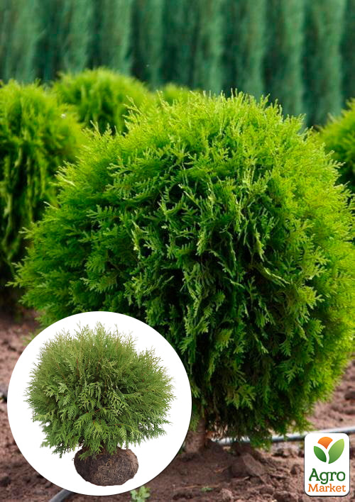 

Туя западная Globosa (ком/сетка) диаметр 100-120 см