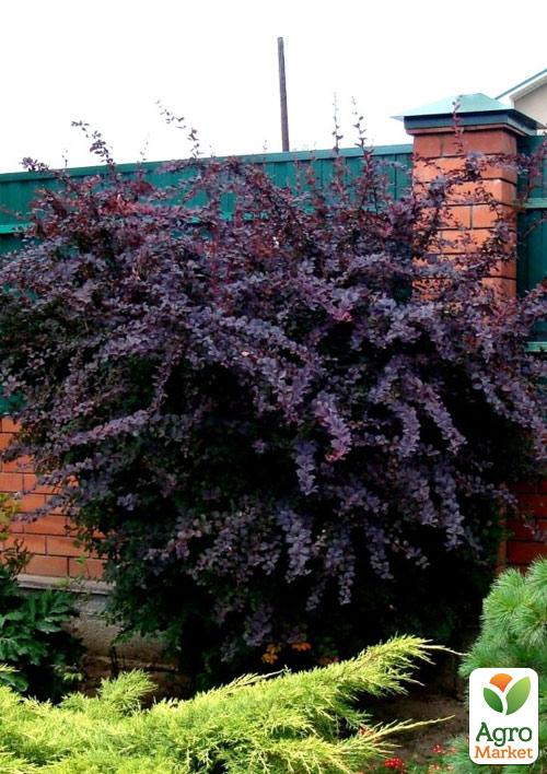 

Барбарис Оттавский Superba (контейнер P9)