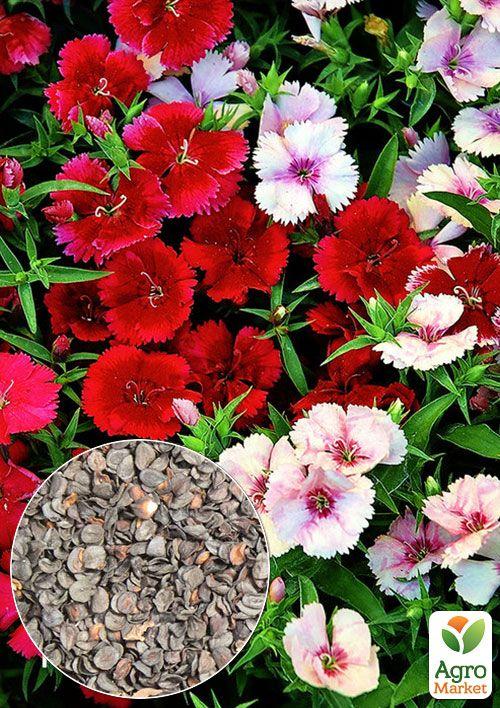 

На вагу Гвоздика Садова ТМ Весна ціна за 2г