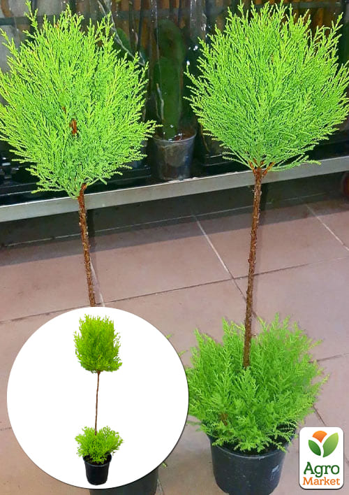 

LMTD Кипарисовик на штамбі 3-х річний Goldcrest Wilma (50-80см)