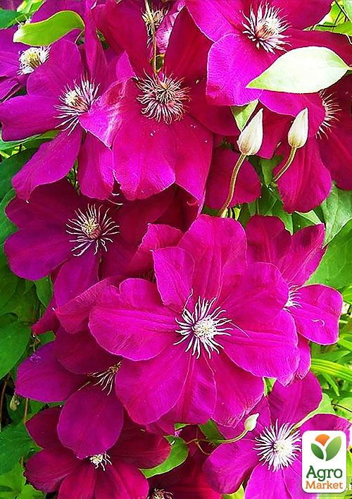 

Клематис Rouge Cardinal