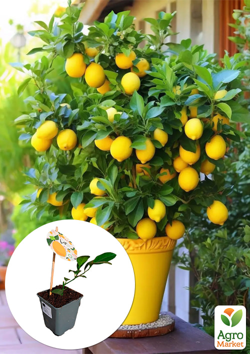 

LMTD Лимон Meyeri (рослина 2 роки) висота 20-30см