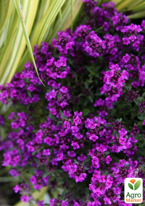 

Тимьян Purple Beauty