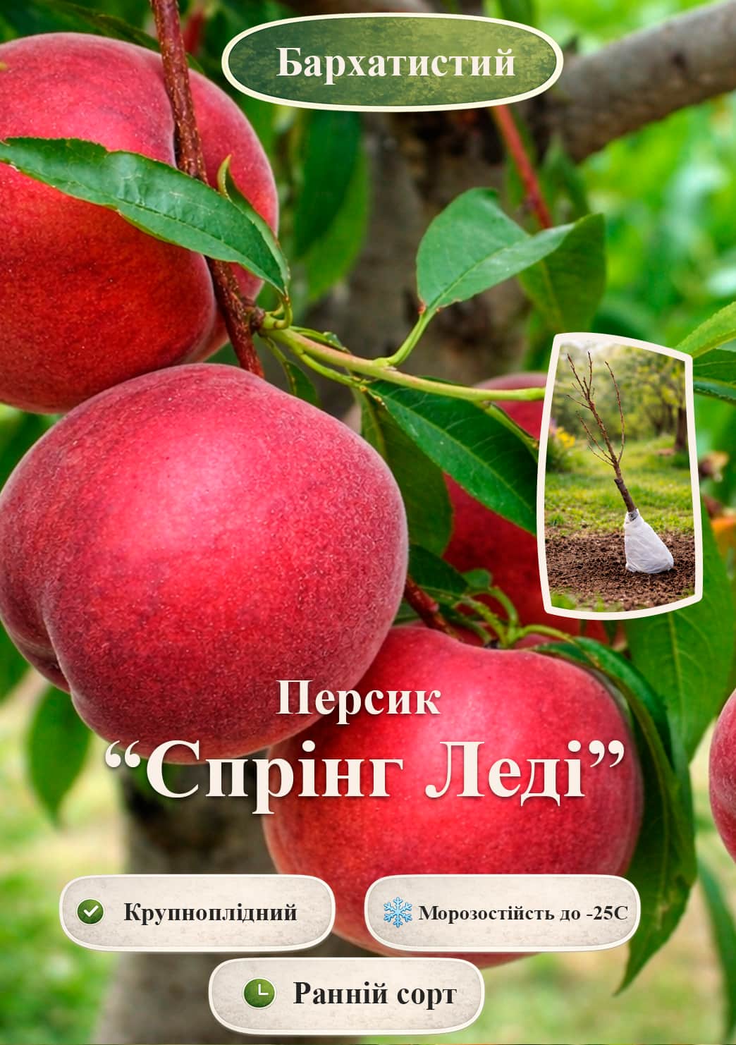 

Ексклюзив! Персик Спрінг Леді (Spring Lady) (преміальний великоплідний сорт, ранній термін дозрівання)