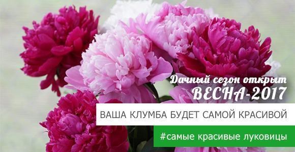 Грандиозная скидка на топ- 60 самых красивых луковиц! Грандиозная скидка на топ- 60 самых красивых луковиц!