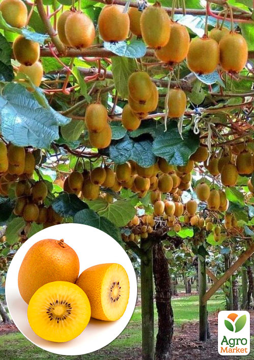 

Киви Голд (желтый киви, экзотический сладкий плод с лимонным ароматом)