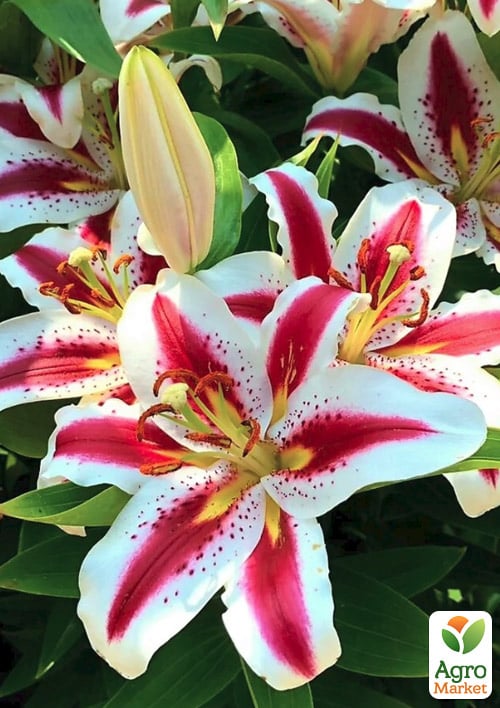 

Лилия Hachi (Гигантский цветок)