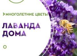 Вирощування лаванди на балконі - корисні статті про садівництво від Agro-Market