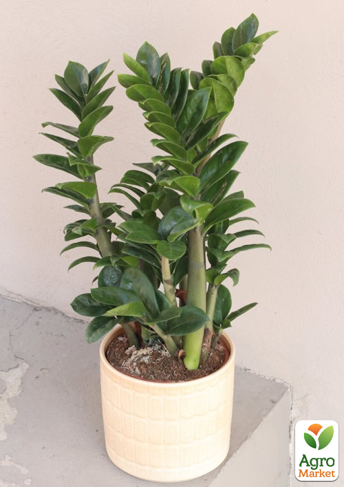 

Замиокулькас Zenzi (долларовое дерево) высота 35-45см горшок 14