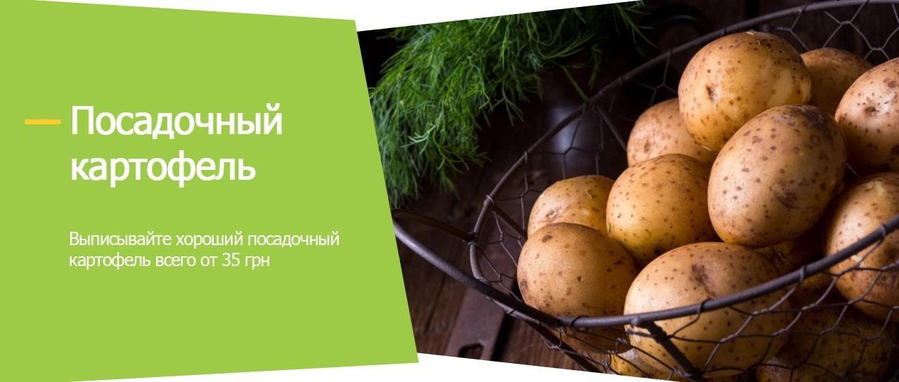 Акция! Посадочный картофель Акция! Посадочный картофель