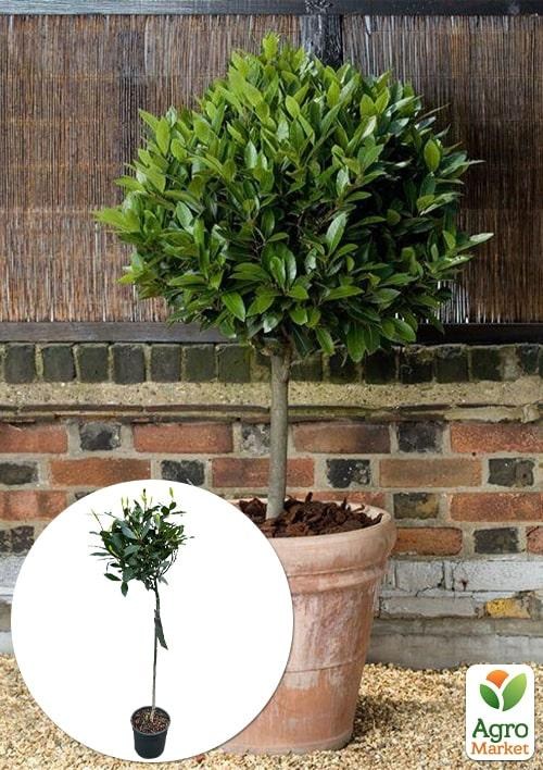 

LMTD Лавр вечнозеленый на штамбе 6-ти летний Laurus nobilis (высота 80-120см)