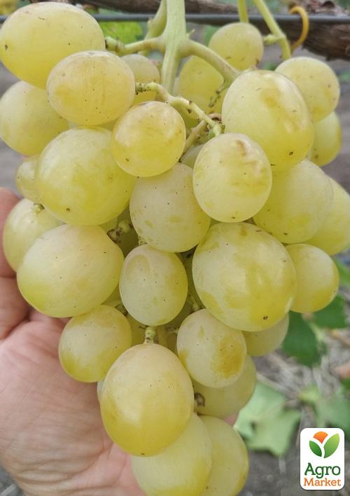 

Виноград Джерельце (хрустка м'якоть з мускатним смаком, зверхранній) 1 саджанець в упаковці