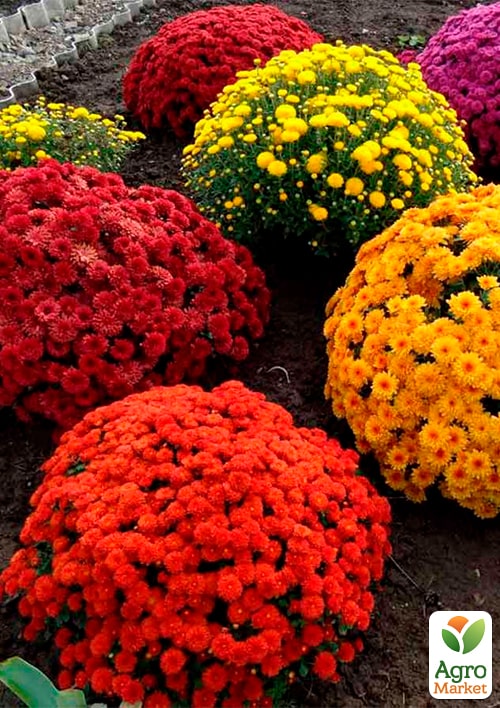 

Хризантема мультифлора 2 цветка Bicolor (подвесной вазон Ø23 высота 30-50см)