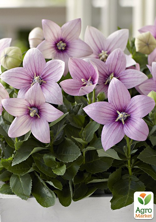 

Ширококолокольчик (platycodon) Grandiflorus Fuji Pink