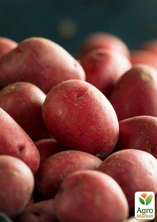 

Картопля Белла Росса насіннєва ультрарання (1 репродукція) 1кг