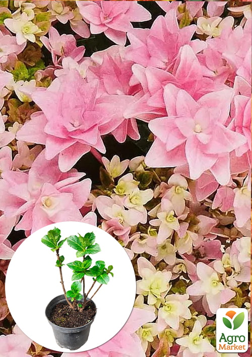 

Гортензия крупнолистная 2-х летняя Floria высота саженца 25-45см