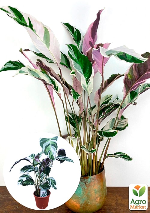 

Калатея Fusion White высота 45-55см