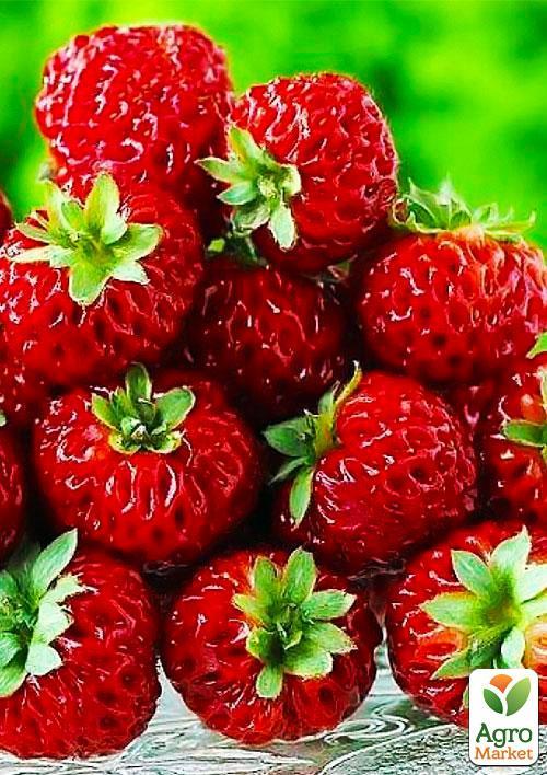 

Эксклюзив! Гибрид клубники и малины Веденсвилл 7 (Vedenswil) 5шт (средний срок созревания)