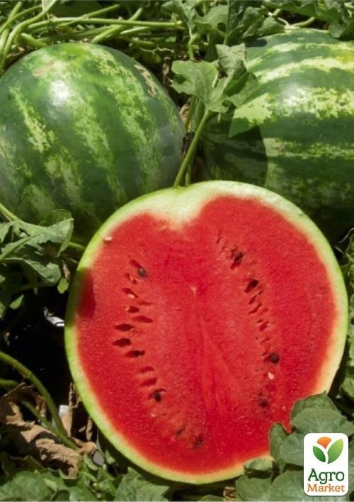 

Арбуз "Ау Продюсер" ТМ "Lark Seeds" 0,5кг