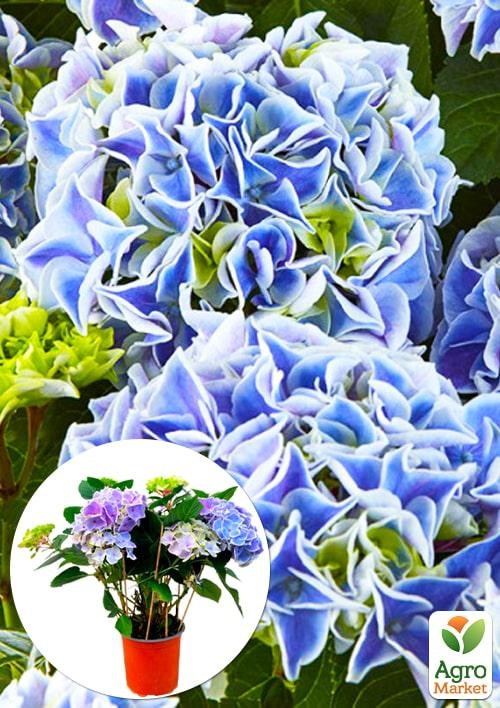 

LMTD Гортензия крупнолистная цветущая 3-х летняя Saxon Candy Heart Blue (30-40см)