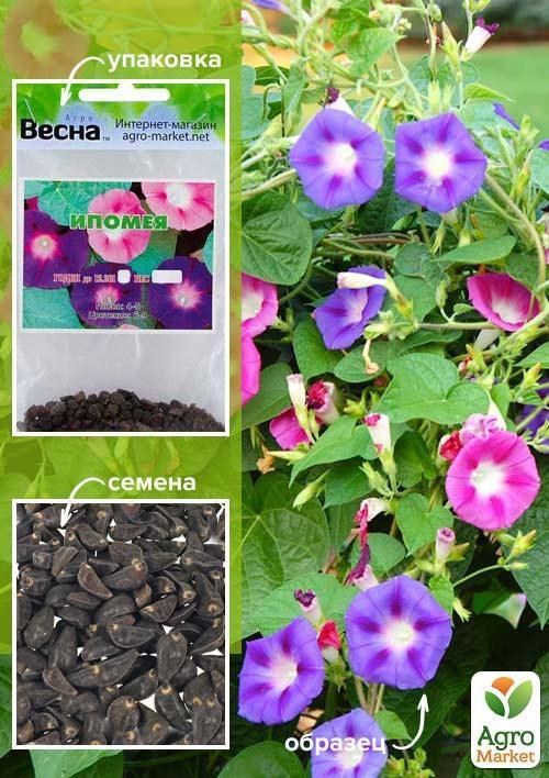 

Ипомея смесь (Зипер) ТМ "Весна" 1.5г